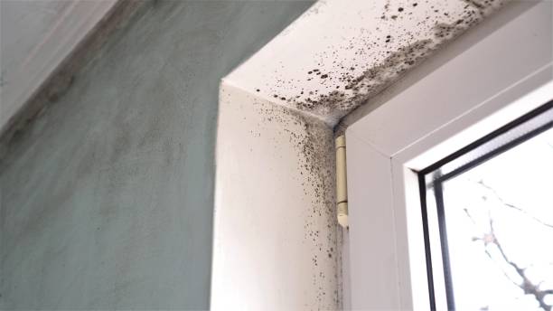 Mold Removal Process in Suncook, NH