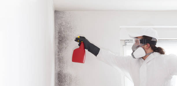 Best Attic Mold Removal  in Suncook, NH