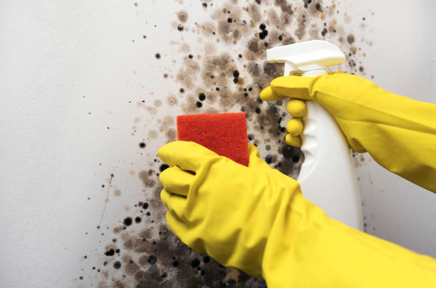 Best Mold Cleaning Services  in Suncook, NH