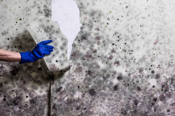 Best Mold Damage Repair  in Suncook, NH