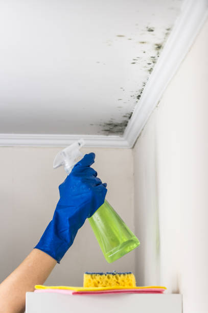 Best Local Mold Removal Service  in Suncook, NH