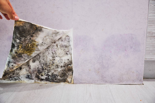 Best Residential Mold Removal  in Suncook, NH